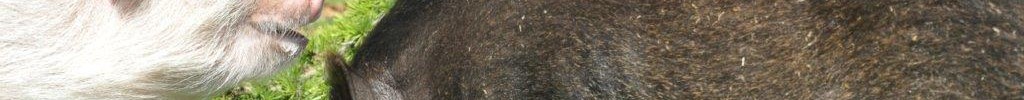 Ein helles und ein dunkles Minischweine, die von einem Mann gefüttert und gestreichelt werden. (Bild: LWL)
