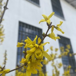 Ein blühender Zweig vor einer Häuserfassade mit vergitterten Fenstern. (Foto: LWL/Eckhardt)